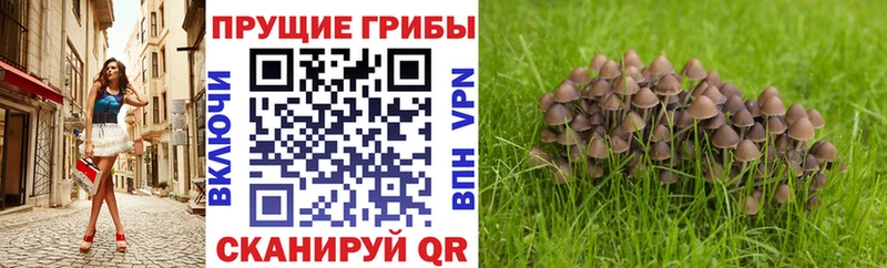 Галлюциногенные грибы Psilocybine cubensis  купить наркоту  Куровское 